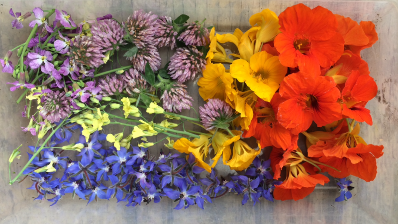 Flower Seeds - Wild Mountain Seeds