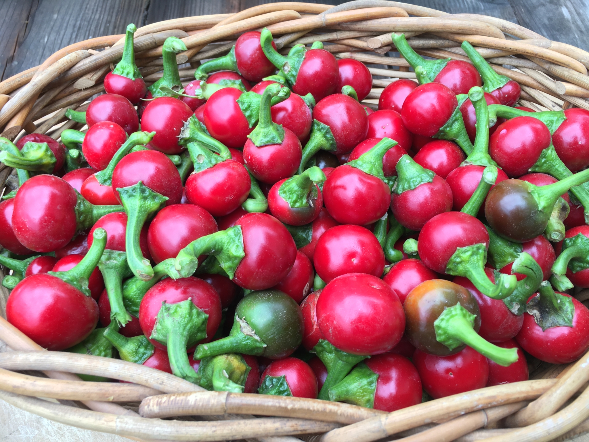 Italian Cherry Pepper - Wild Seeds