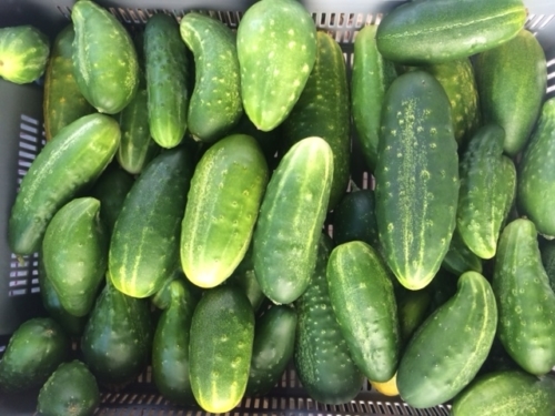 Pickling Cucumber