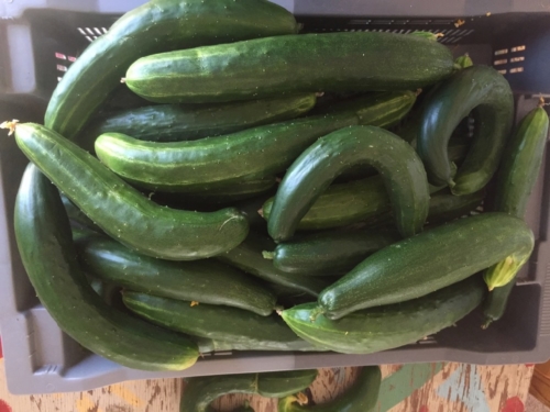 Greenhouse Cucumbers