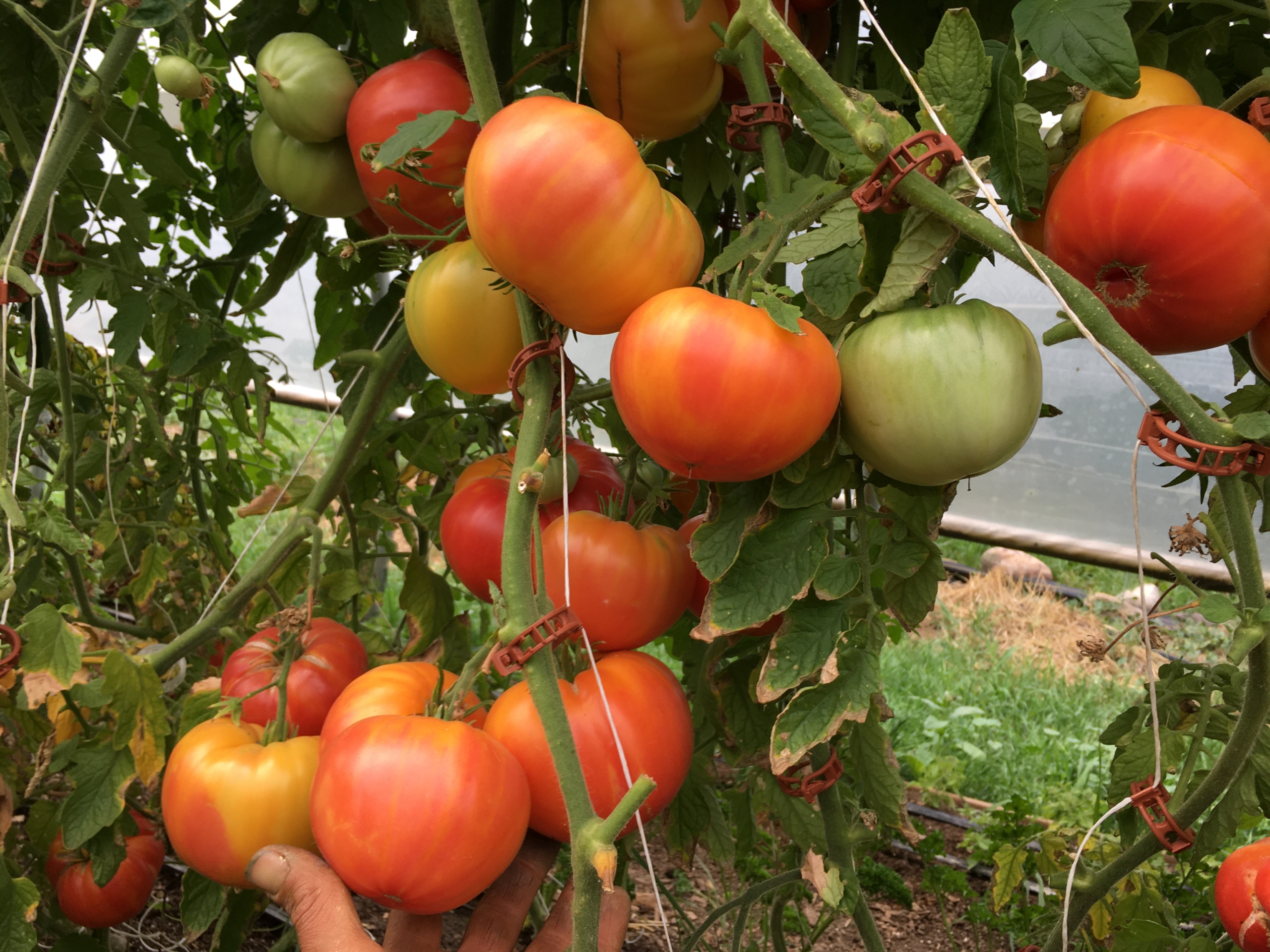 New 'Mountain Gem' F1 Hybrid Tomato: A Great Choice for Gardens with High Yields, Disease Resistance and Flavor