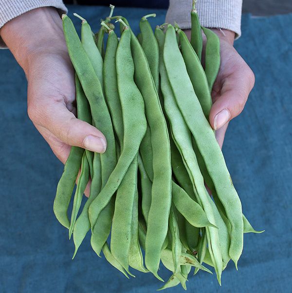 Nor'easter Pole Bean Wild Mountain Seeds