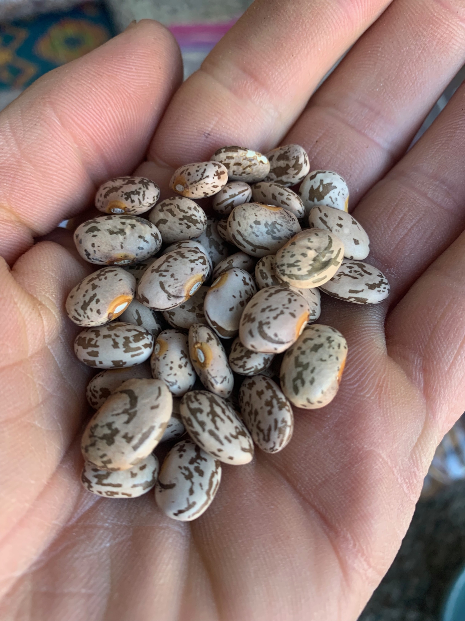 Ojo De Cabra Wild Mountain Seeds