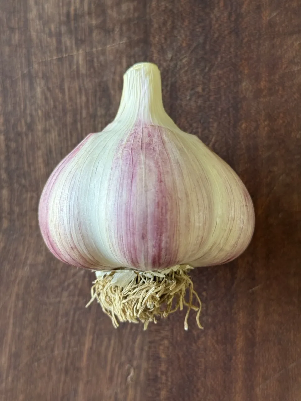 Music Garlic