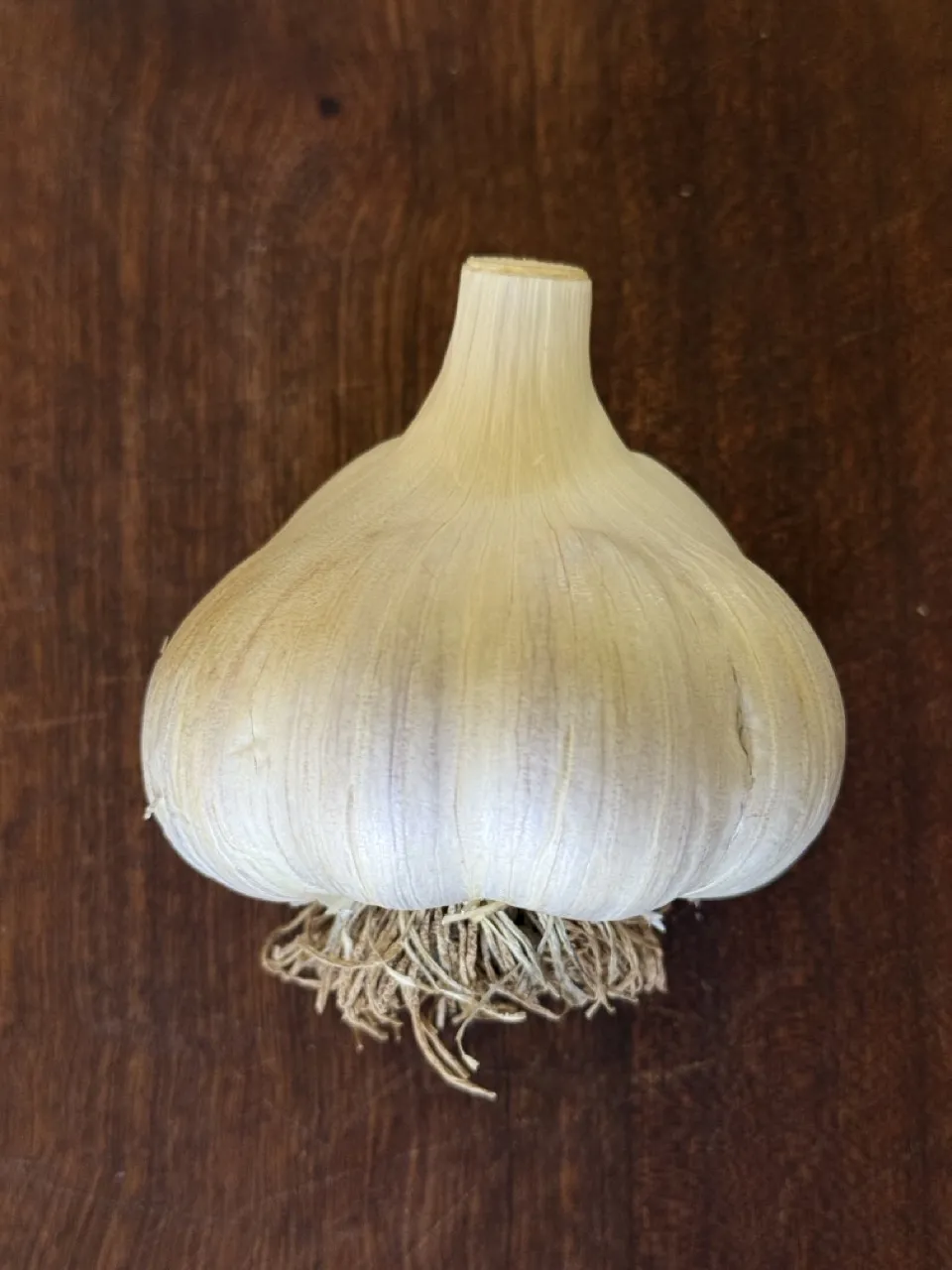 Russian Red Garlic