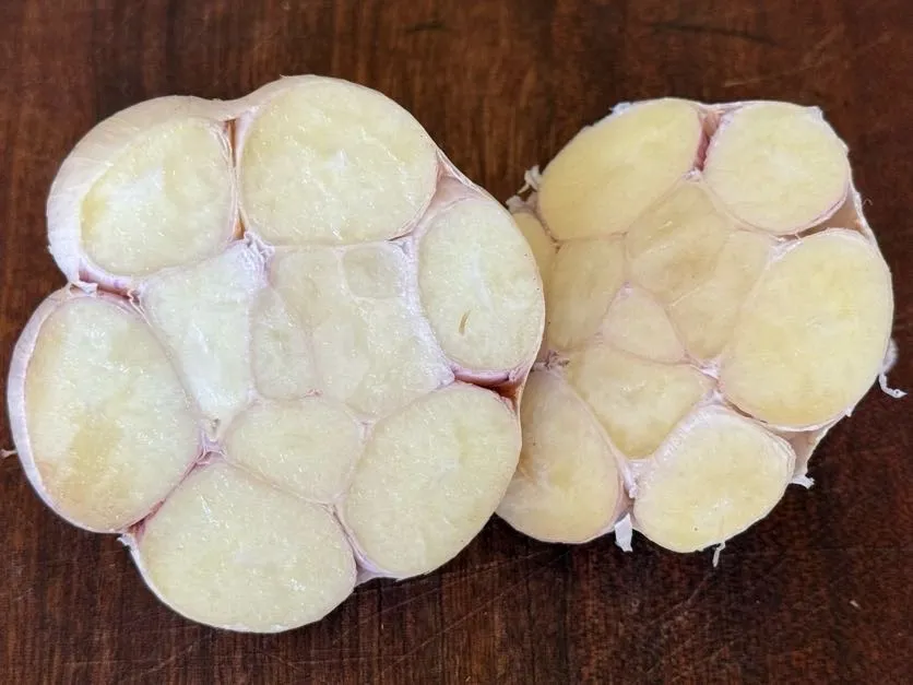 Italian Softneck Garlic - Image 2